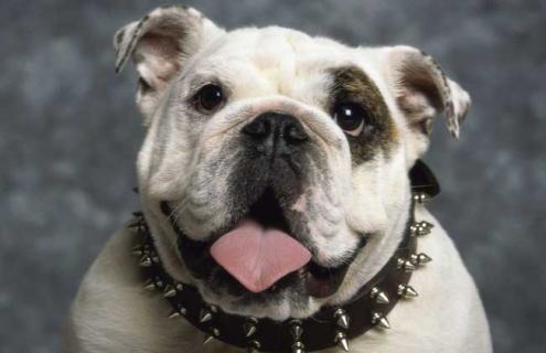 斗牛犬图片及选购方法 斗牛犬怎么挑选