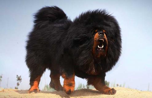 藏獒图片（藏獒图片 咬死）