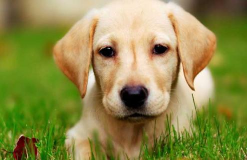 拉布拉多犬图片(拉布拉多犬图片 训练)