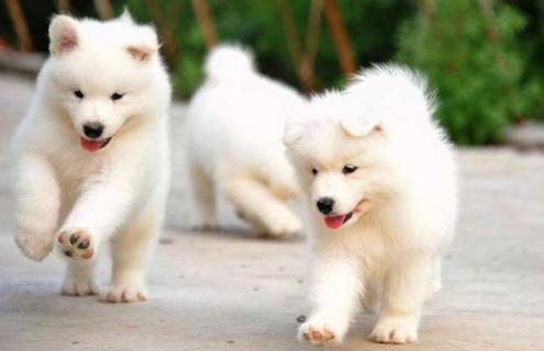 萨摩耶犬图片（萨摩耶犬图片及价格）