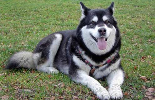 阿拉斯加犬图片（阿拉斯加犬图片成年犬）