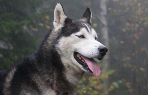 哈士奇图片及挑选方法（哈士奇对比图）