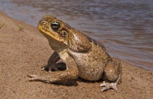 蔗蟾蜍图片 金蟾的图片