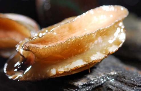 鲍鱼图片 鱿鱼图片