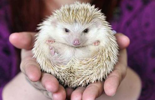 迷你刺猬图片（小刺猬图片）