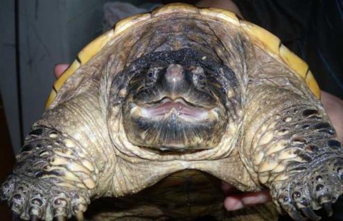 鳄鱼龟图片（鳄鱼龟图片能吃吗）