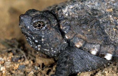 鳄鱼龟的养殖前景（养殖鳄龟有市场吗）