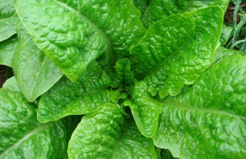 莴笋的品种图片大全（莴笋的品种大全图解）