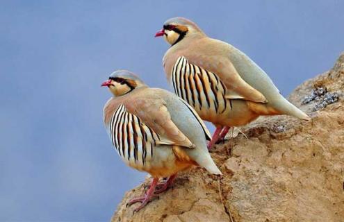 美国鹧鸪图片(美国鹧鸪-1)