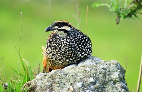 鹧鸪的生活习性 鹧鸪的饲养与繁殖