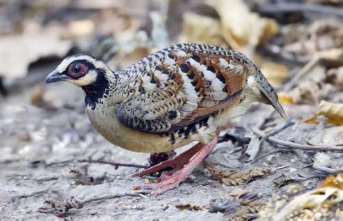 鹧鸪的养殖前景 养殖鹧鸪前景怎么样