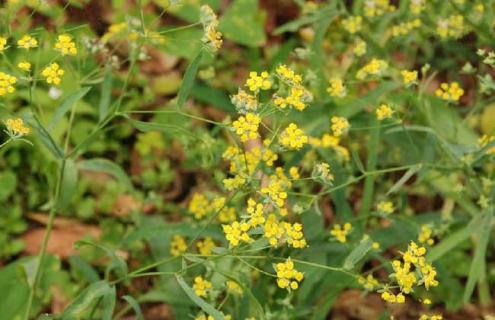 柴胡的种类及图片大全（柴胡的介绍）