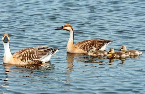 大雁会游泳吗 大雁会游泳吗?
