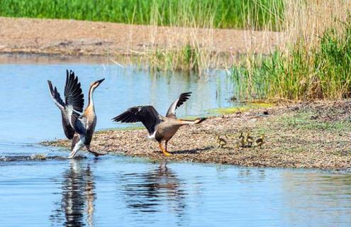 大雁的种类及图片大全(有关大雁的图)