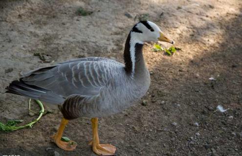 大雁吃什么食物(大雁吃什么食物最好)