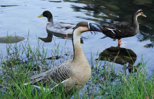 描写大雁的诗词有哪些（关于描写大雁的诗）
