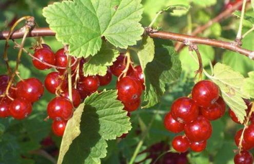 灯笼果图片 水果灯笼果图片