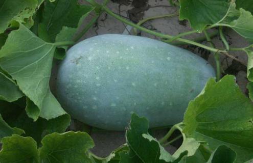 冬瓜图片 冬瓜图片高清