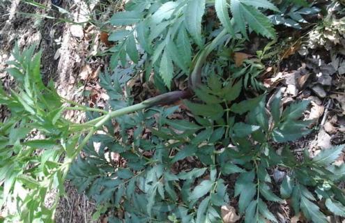 防风图片 防风图片大全高清图片 植物图片