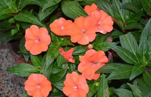 非洲凤仙花图片(非洲凤仙花图片大全)