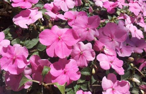 凤仙花图片 凤仙花图片生长过程