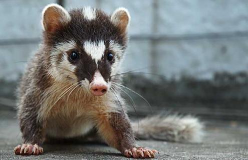 提高果子狸繁殖力的方法 果子狸繁殖繁技术视频