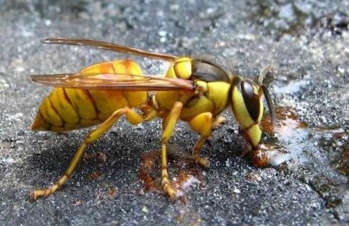 马蜂的生活习性（马蜂的生活环境）