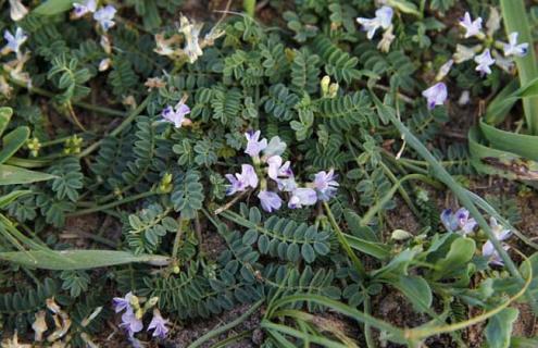 黄芪图片 黄芪图片中药图片