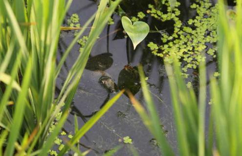 甲鱼的繁殖技术 种甲鱼的养殖技术