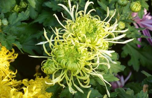 菊花种类图片大全(菊花的图片大全品种的图片)