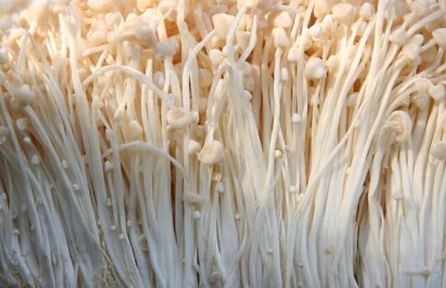 金针菇图片(金针菇图片大全大图)