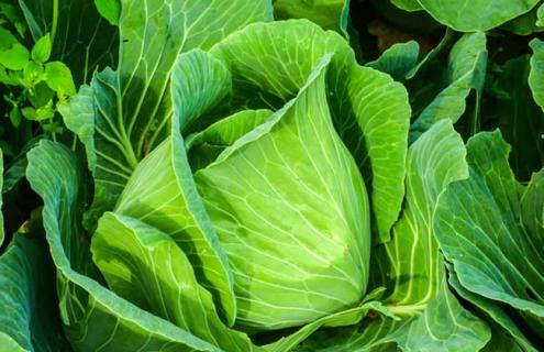 卷心菜品种及图片大全 卷心菜都有哪些