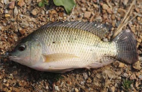 罗非鱼品种及图片大全 罗非鱼的品种和图片