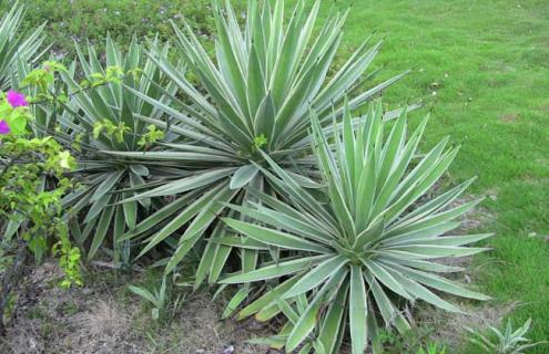 狭叶龙舌兰图片(狭叶龙舌兰有什么用)