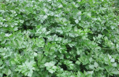 芹菜的品种及图片大全 各种芹菜品种大全