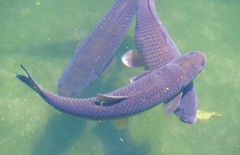 青鱼图片 鲅鱼图片