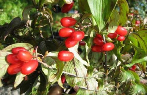 山茱萸图片（草药山茱萸图片）