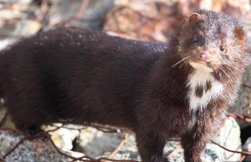 水貂吃什么食物 宠物水貂吃什么食物