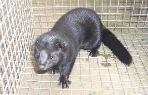 水貂的生活习性（水貂的食性）