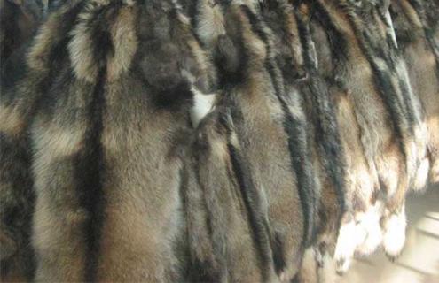 貂皮的种类及图片大全 貂皮的种类及图片大全男士黑色的老人们的