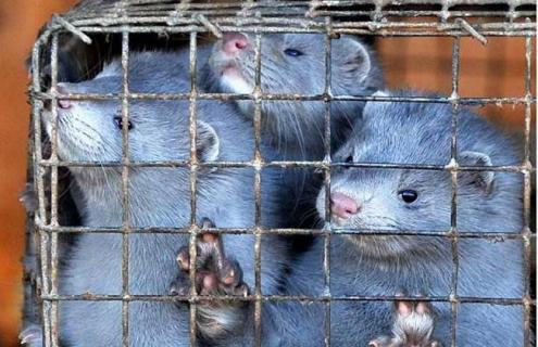 水貂疾病防治技术（水貂容易得病吗）