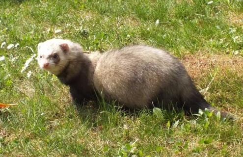 水貂的养殖价值（水貂养殖条件）