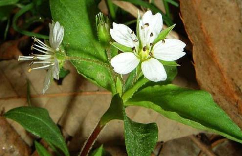 太子参图片（太子参图片高清大图）