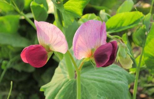 豌豆图片(豌豆图片植物图片)
