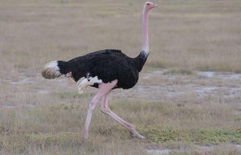 鸵鸟的品种和图片大全（鸵鸟长啥样）