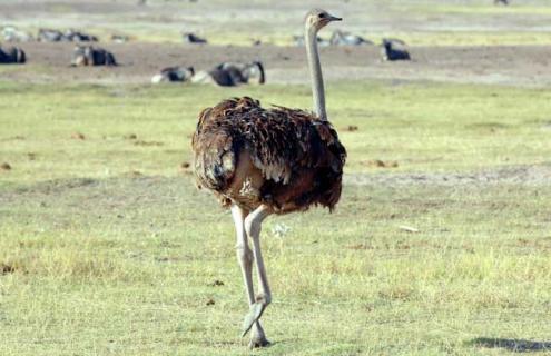 鸵鸟的天敌是什么 鸵鸟是如何躲避天敌的