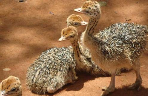 鸵鸟蛋孵化技术 鸵鸟蛋怎么孵化