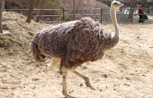 鸵鸟遇到危险时会把头埋在沙里吗 鸵鸟遇到危险时会把头埋在沙里吗?