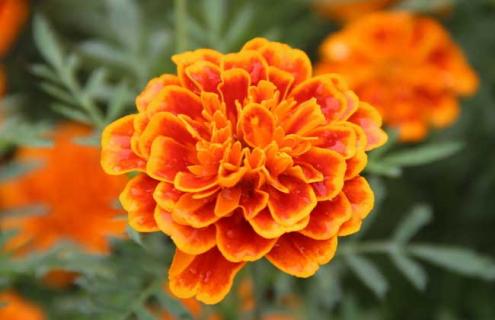 万寿菊品种及图片大全 万寿菊的介绍