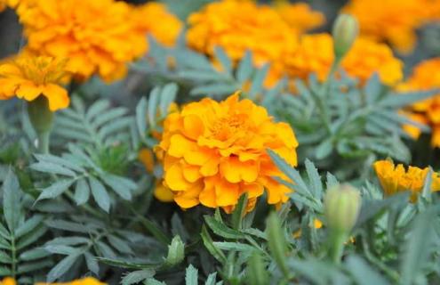 万寿菊图片（万寿菊图片大全高清图片）